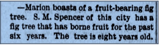 Stark Spencers fig tree