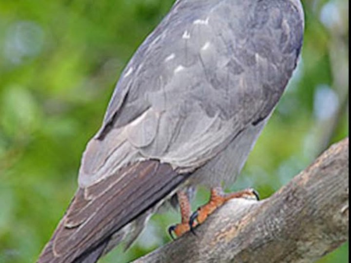Mississippi kite