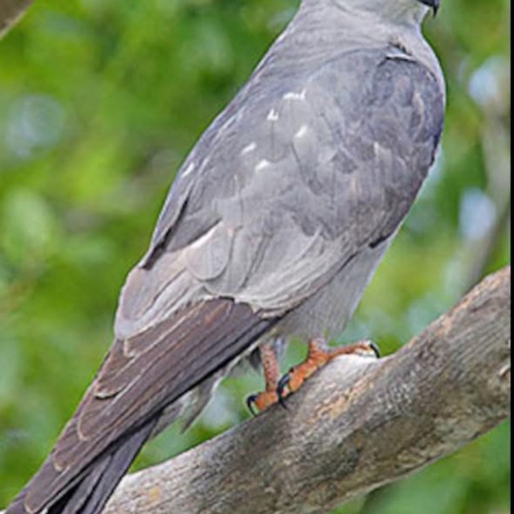 Mississippi kite