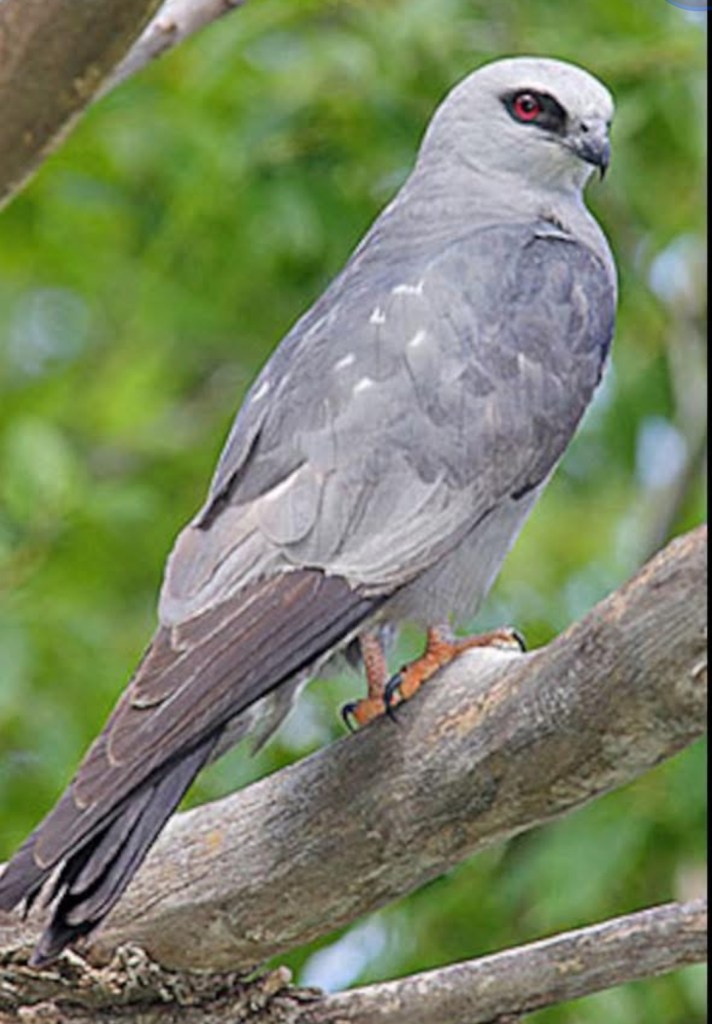 Mississippi kite